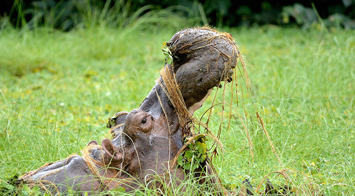 Island-of-the-Hippos