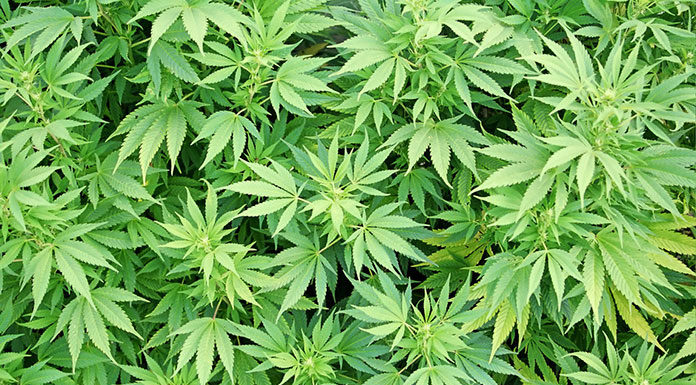 VIS se alía con La Claqueta PC para desarrollar la nueva serie ‘Jamila’ marihuana