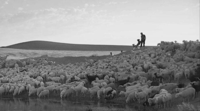 ZINEBI 2020 anuncia los ocho proyectos seleccionados para su tercer foro profesional de cine documental