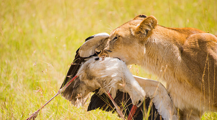 ‘Wild Covid, pandemia salvaje’ – estreno 23 de marzo en La 2 Wild Covid documental
